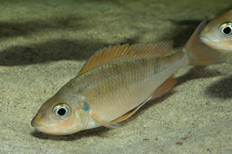 Ophthalmotilapia nasuta 'Kipili'
